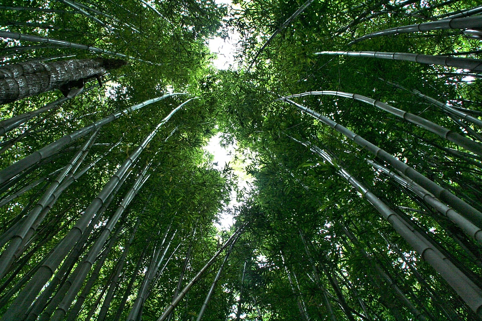 Tropical forest leaves forest