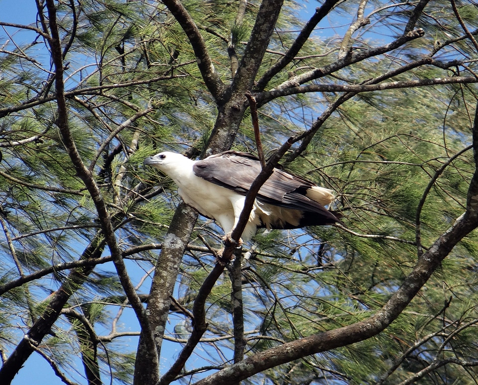 Bird bird of prey casuarina tree