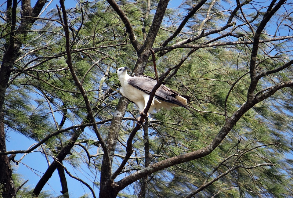 Bird bird of prey casuarina tree