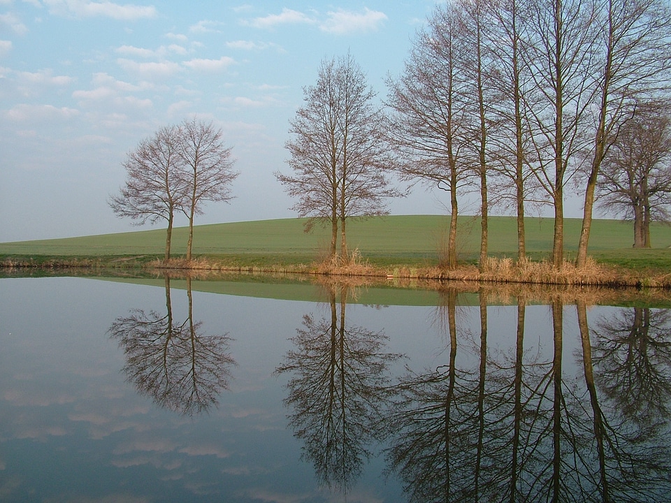 Trees mirroring water