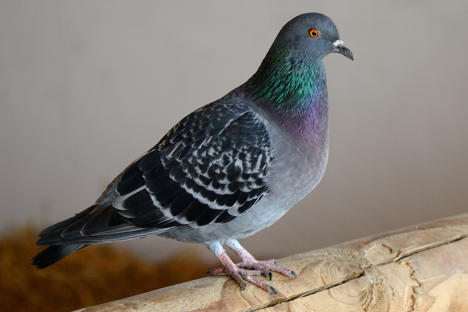 Animal world bird farm