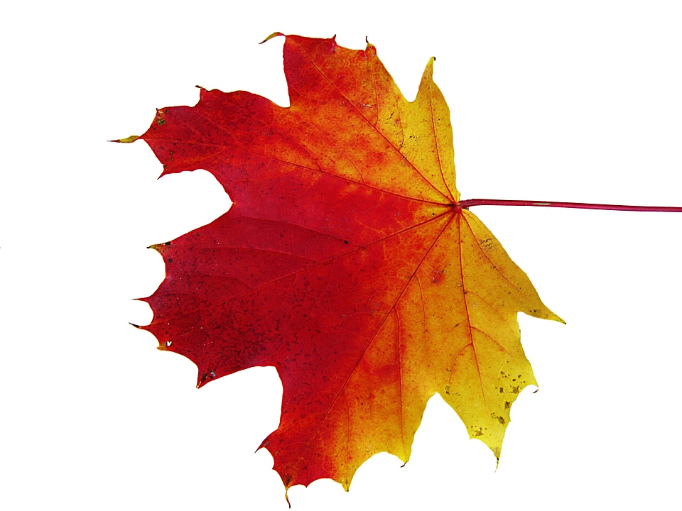 Autumn decoration autumn decoration