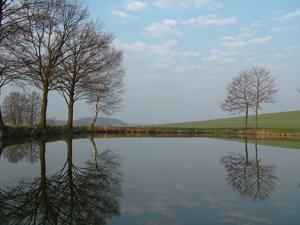 Trees mirroring water