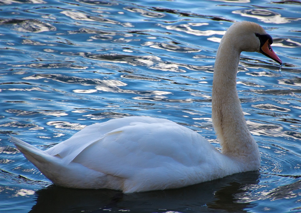 Waters sparkle animal