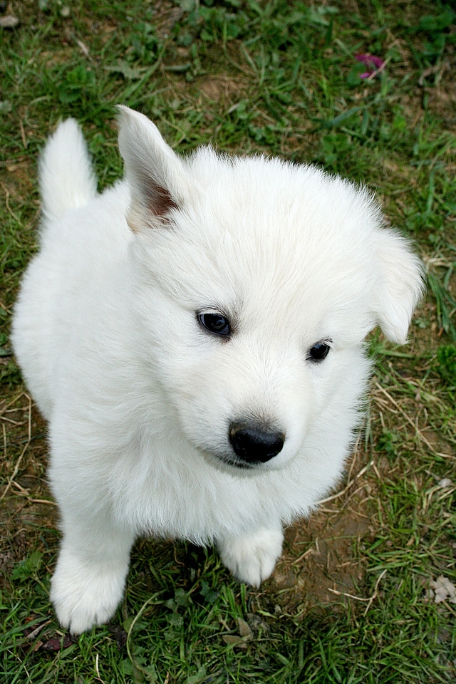 Puppy white schäfer