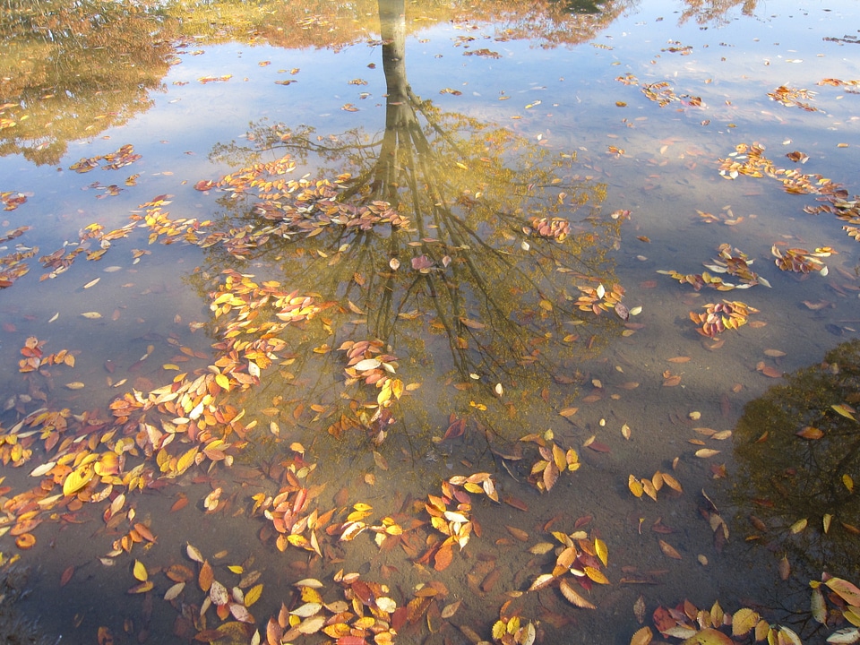 Fall leaves reflection water