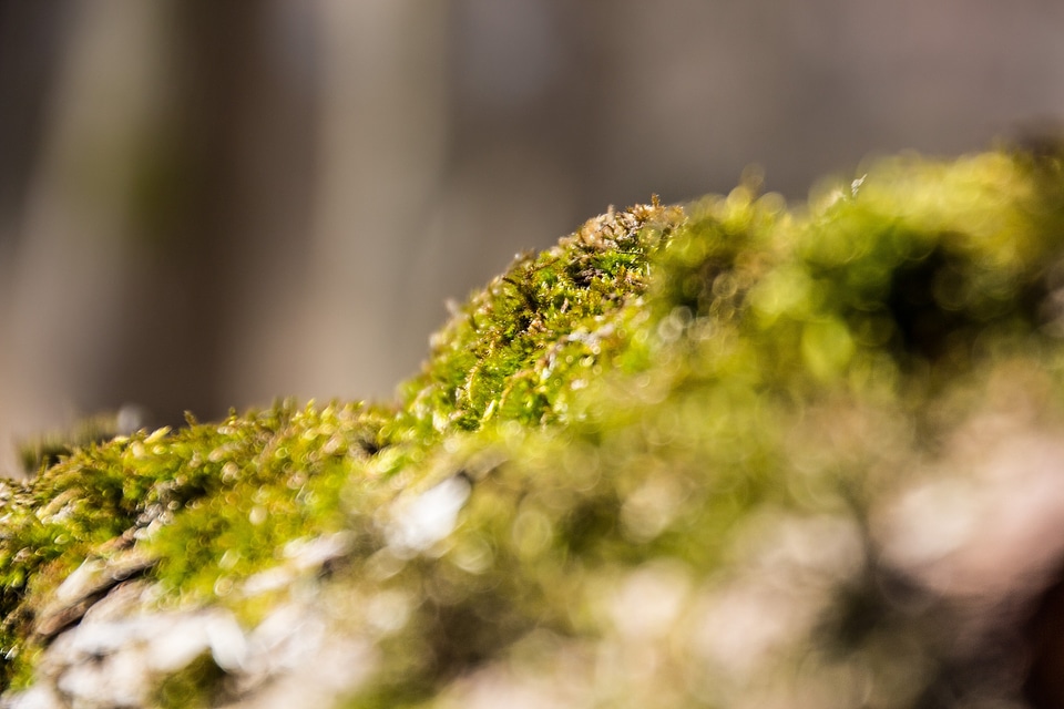 Forest green nature