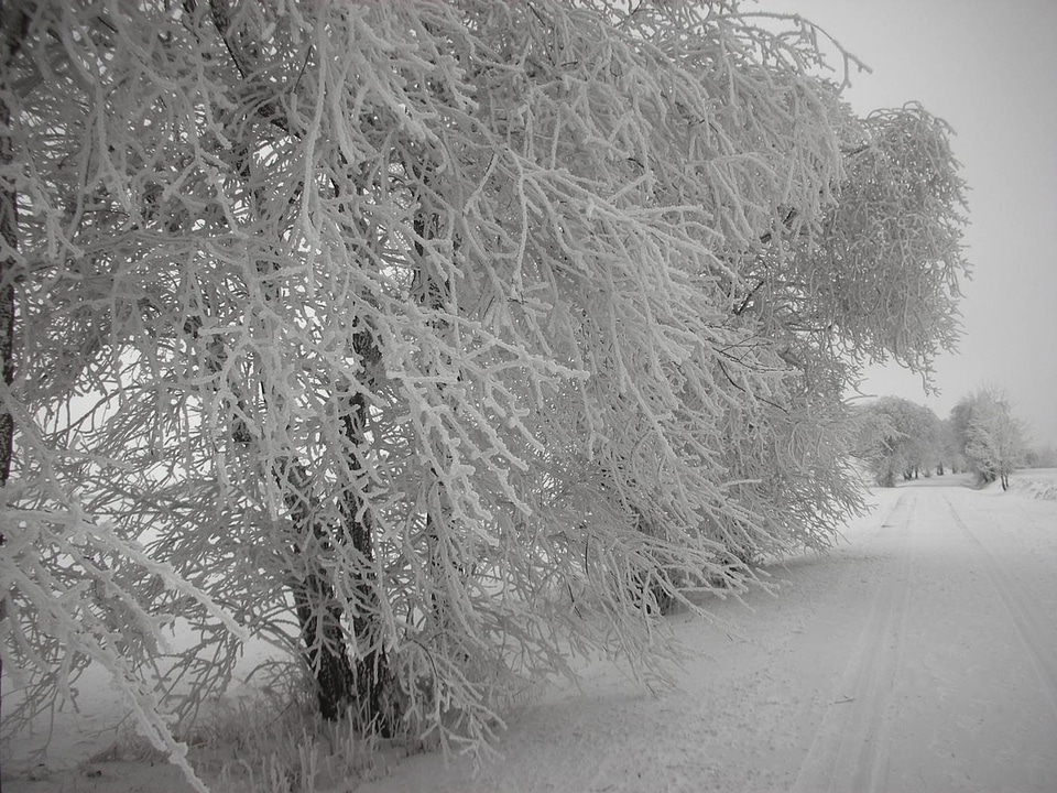 Snow ice hoar frost photo