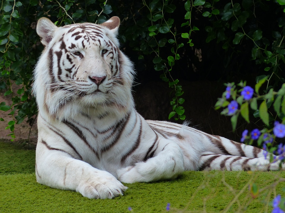 Big cat dangerous wildcat
