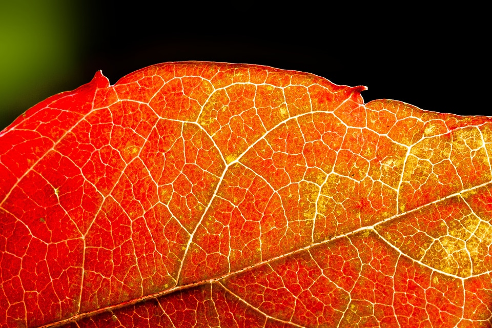 Yellow leaves fall foliage
