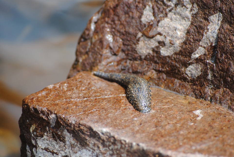 Creature animal wildlife