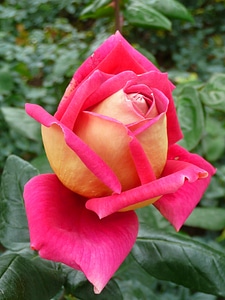 Rose natural flower photo