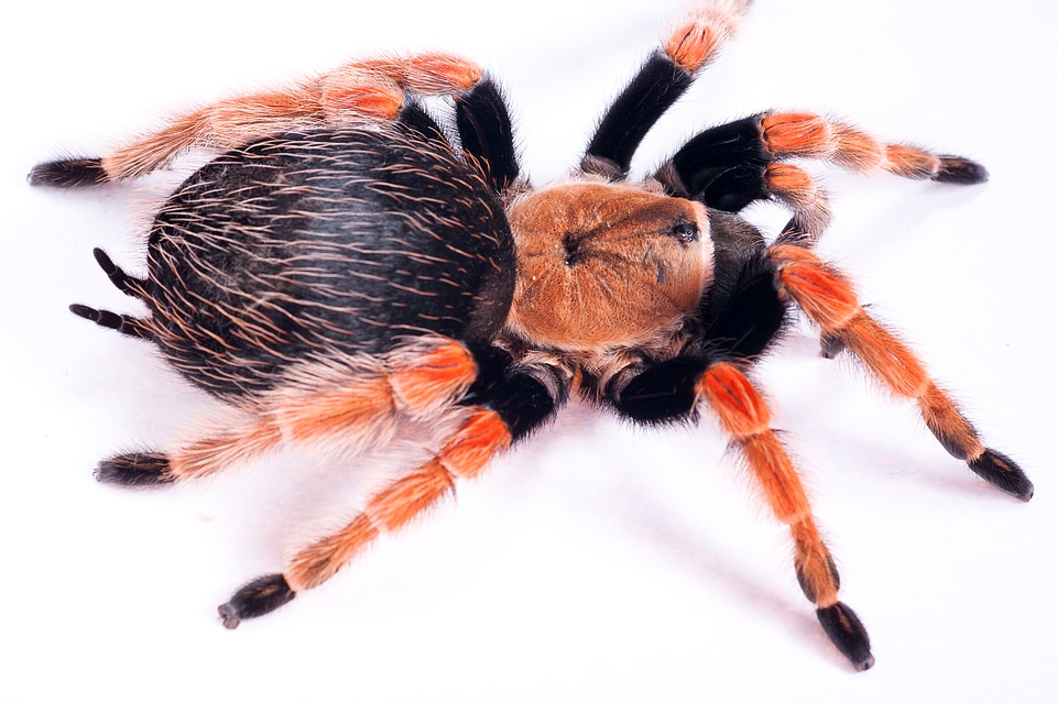 Large Hairy Spider