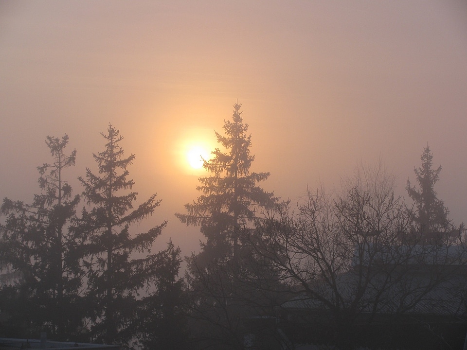 Fog sunset pines