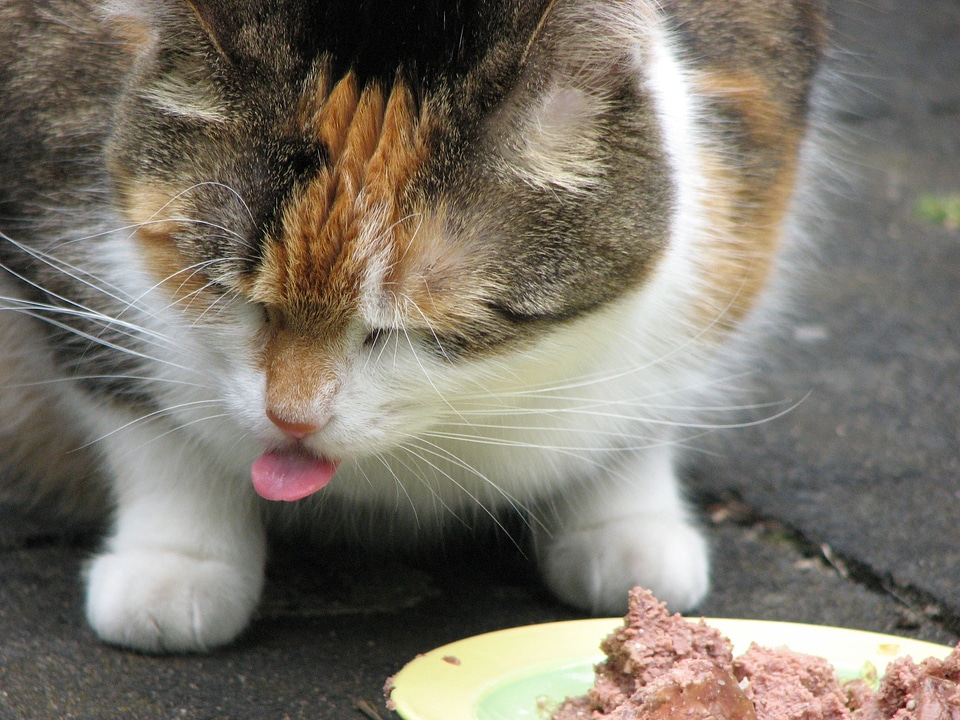 Cat tongue satisfied nasty