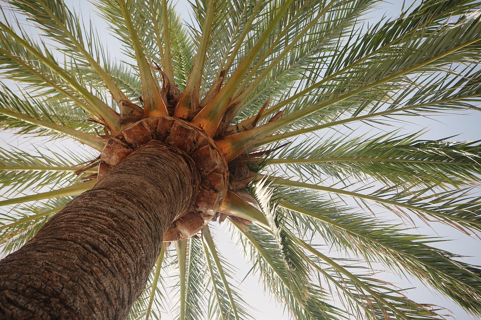 Exotic vacation vegetation