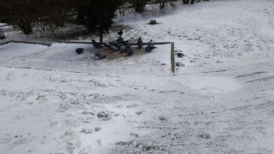 Birds in the Snow photo