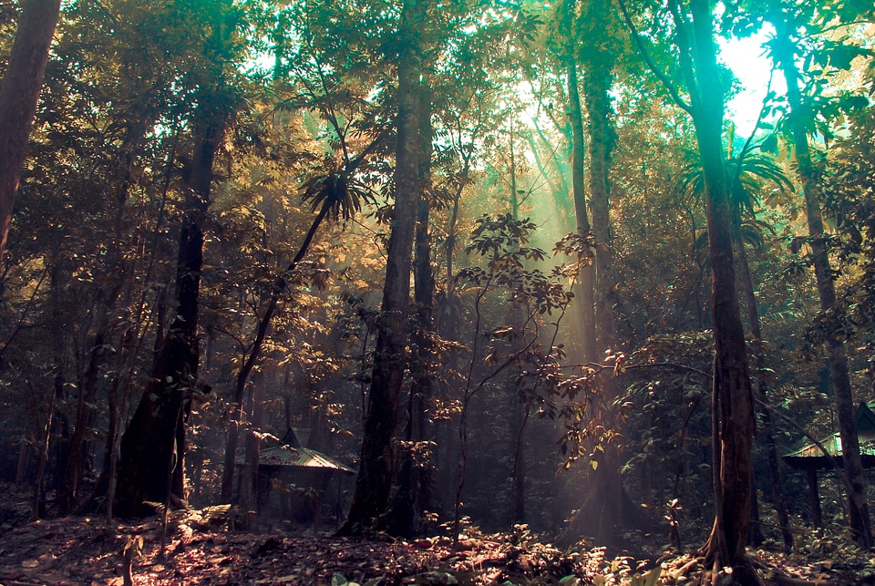 Sunray forest nature