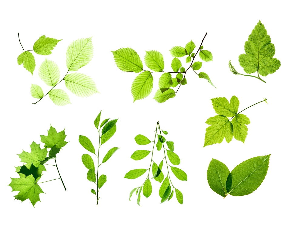Set of Isolated Leaves