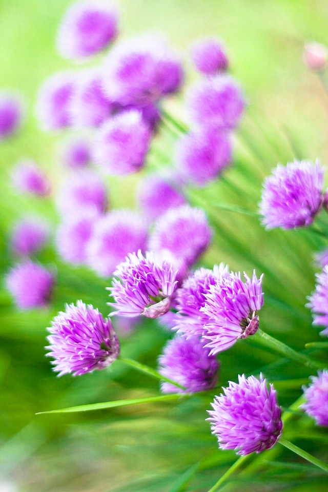 Purple Spring Flowers