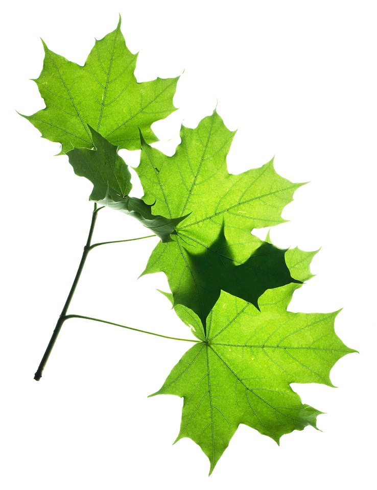 Branch With Green Leaves