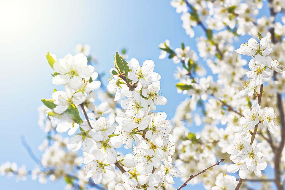 White Spring Flowers