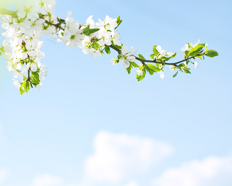 Branch with Spring Flowers