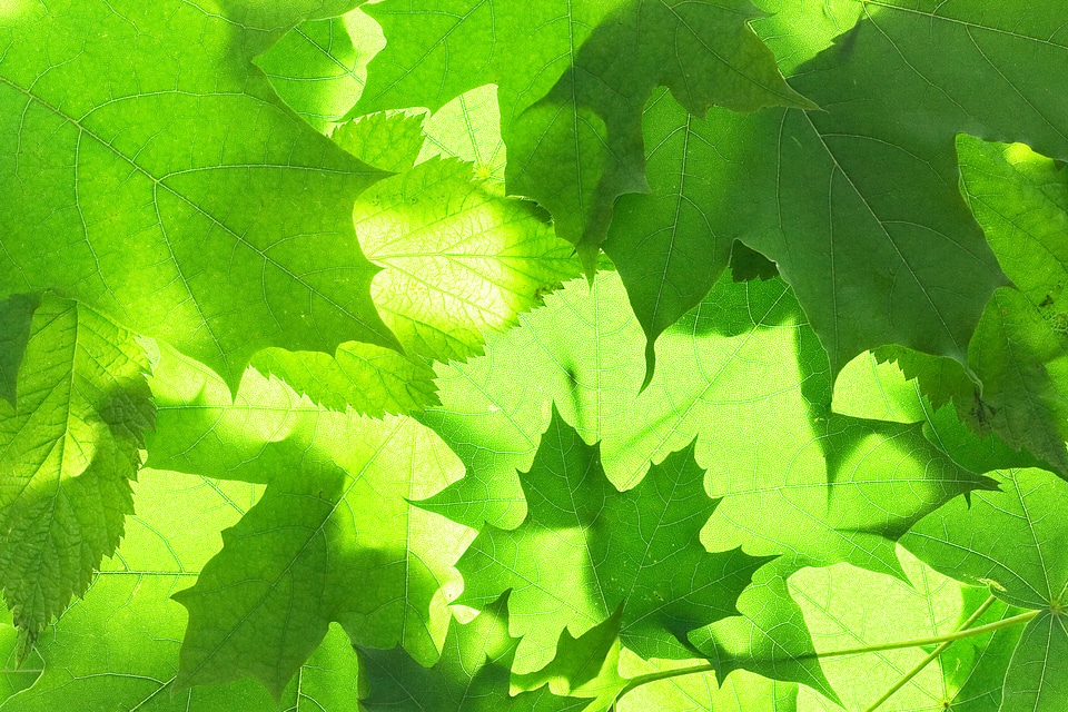 Green Natural Leaves