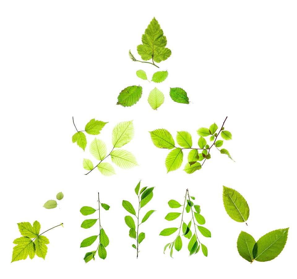 Isolated Green Leaves