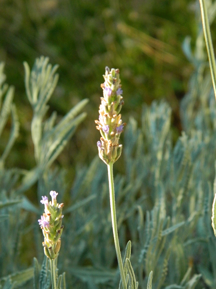 Lavender Waiting to Bloom