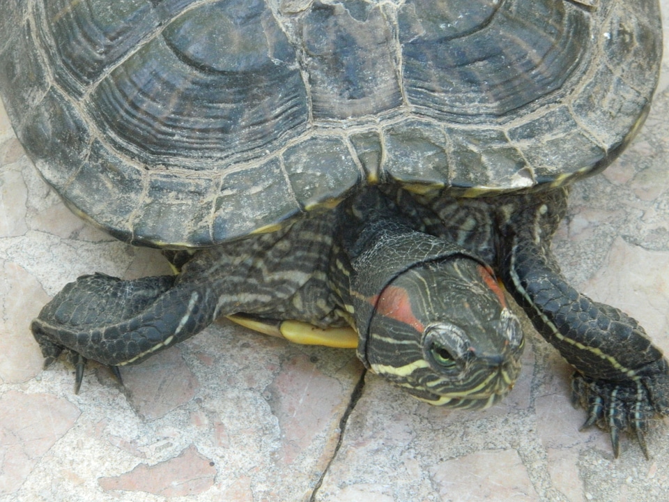 Turtle
