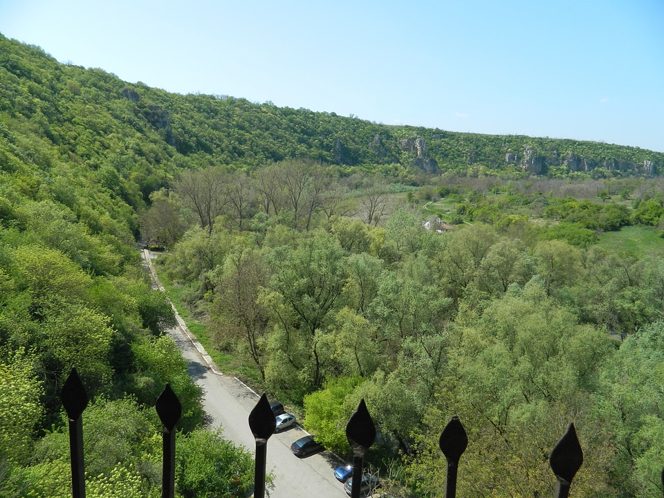 Green Trees Landscape