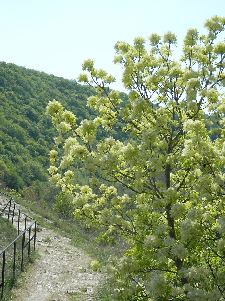 Beautiful White Tree