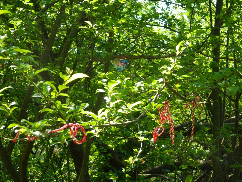 Traditional Bulgarian Martenitsas on the tree