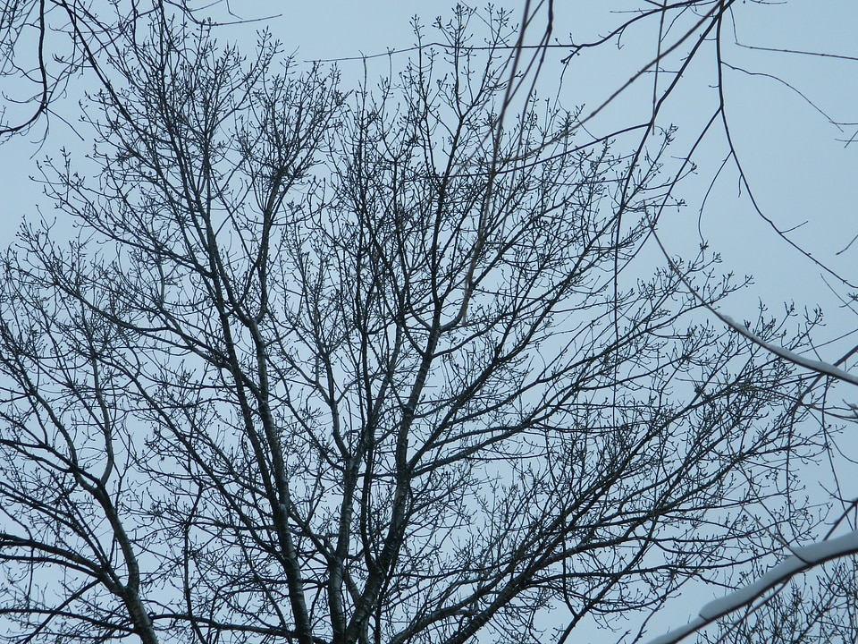 Winter Tree