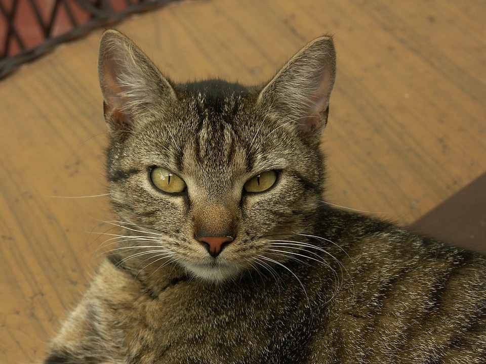 Mieze stubentieger domestic cat