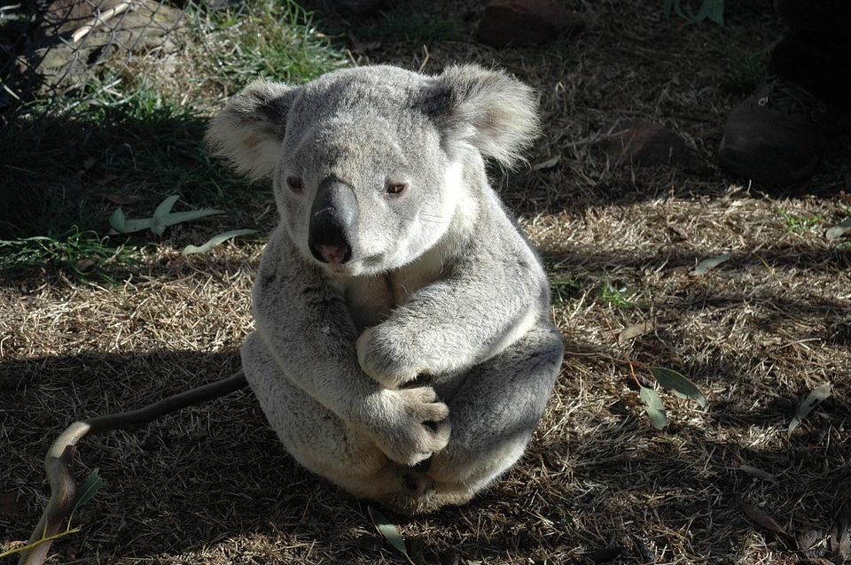 Native animal australian bear