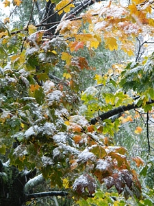 Ice covered tree photo