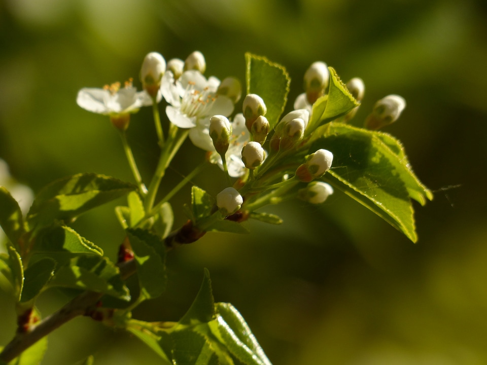 Flowers bud apple tree