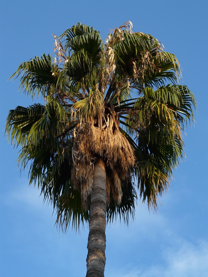 Palm tree crop subtropical