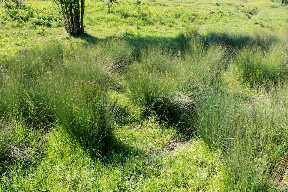 Maritimus bulrush grass