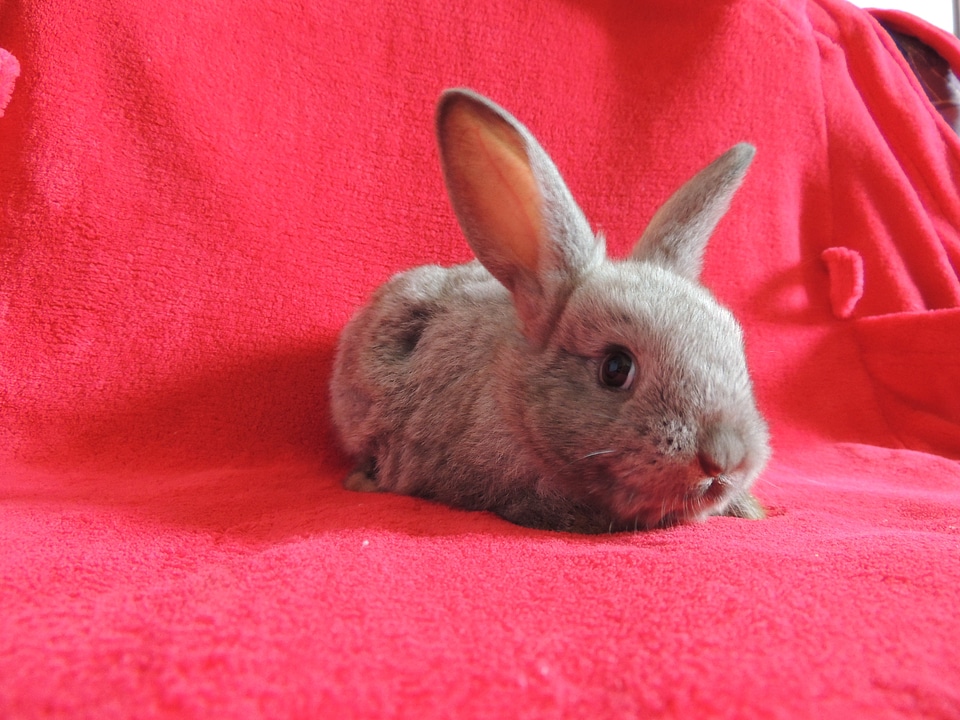 Gray cute pet