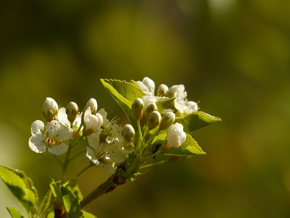 Flowers bud apple tree