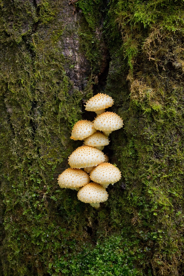 Grebes moss forest