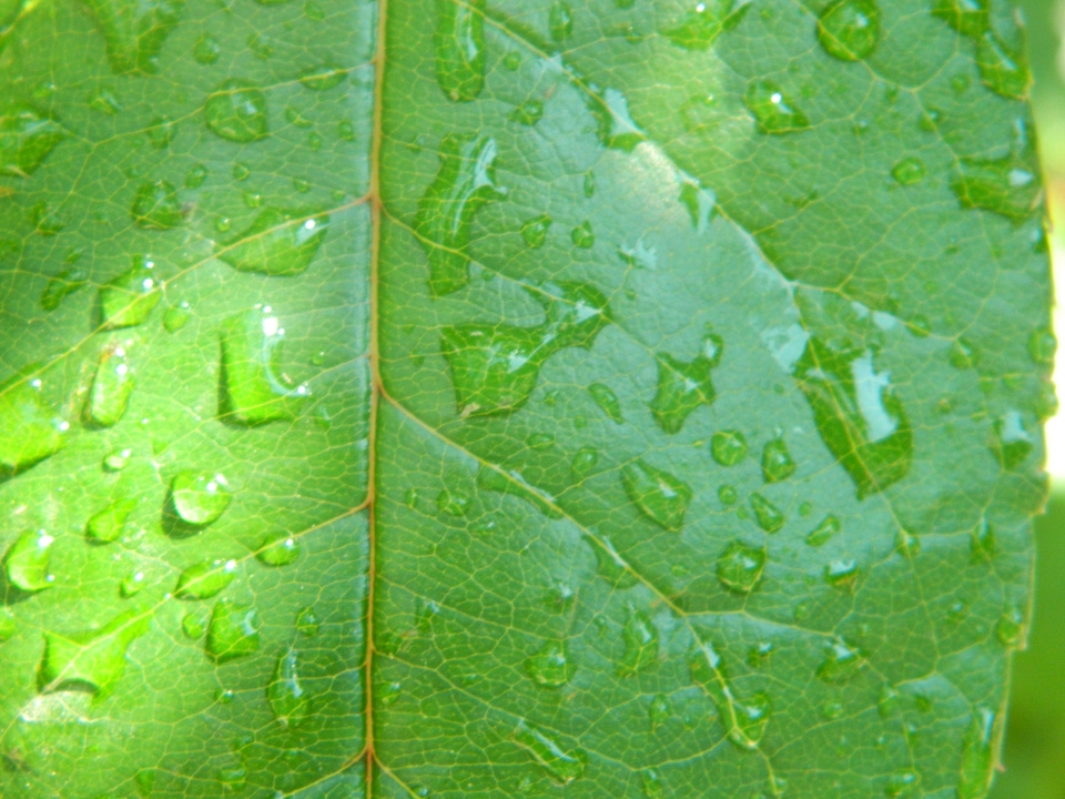 Water drops on leaf