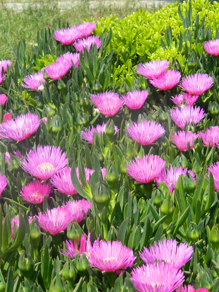 Pink Flowers photo