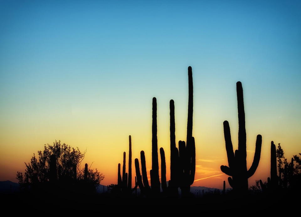 Saguaro sunset sky