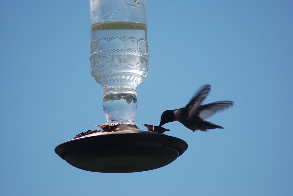 Bird feeder nature flying