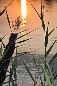 The sun river vegetation