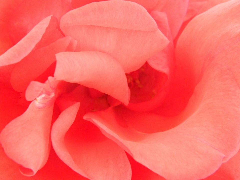Red Rose Close Up